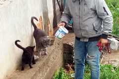 Unversorgte-Katzen-in-der-Nachbarschaft-haben-auch-Hunger